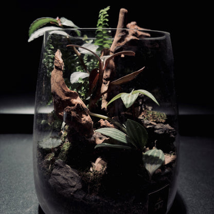 RAINFOREST TERRARIUM JAR 雨林生態瓶-15*18