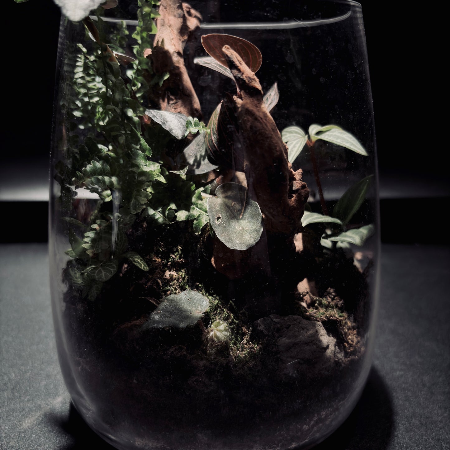 RAINFOREST TERRARIUM JAR 雨林生態瓶-15*18