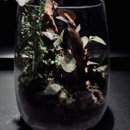 RAINFOREST TERRARIUM JAR 雨林生態瓶-15*18