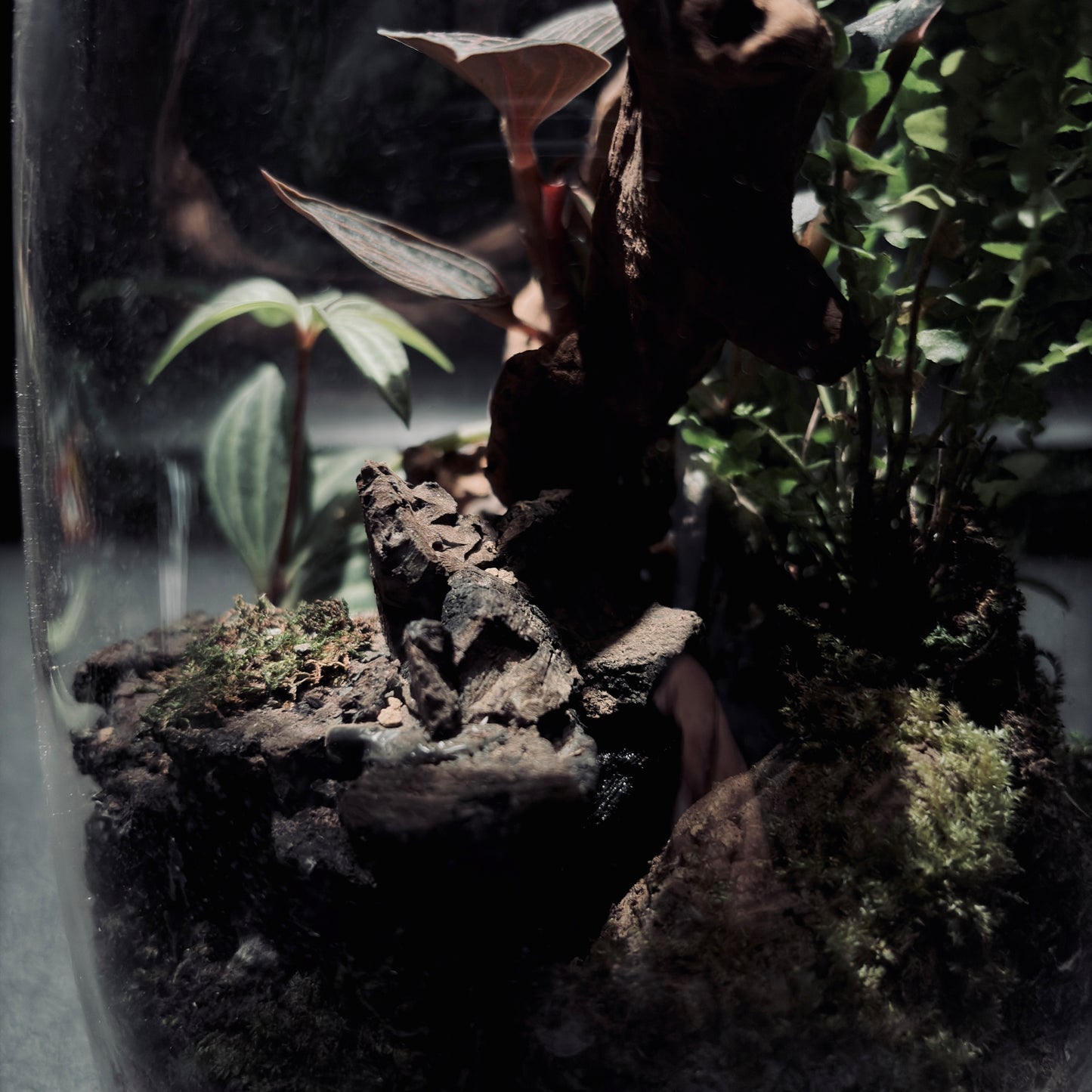 RAINFOREST TERRARIUM JAR 雨林生態瓶-15*18