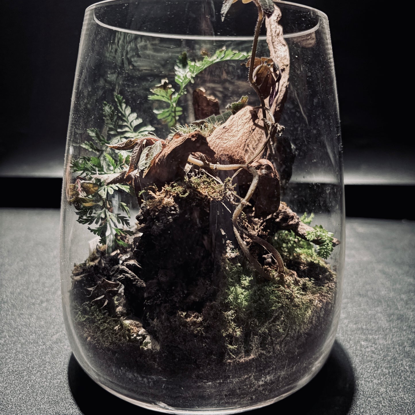 雨林生態瓶-15*18