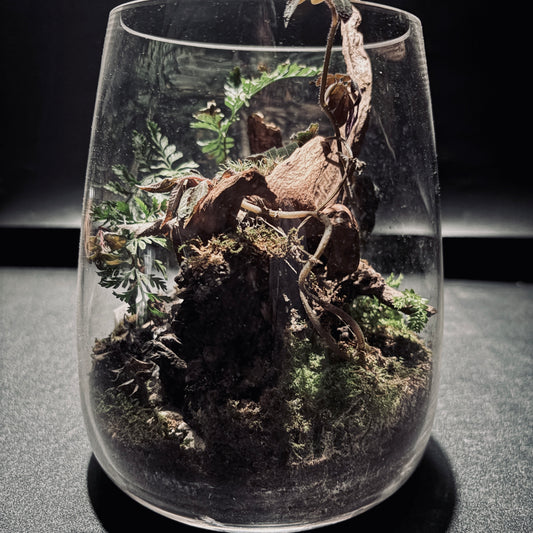 RAINFOREST TERRARIUM JAR 雨林生態瓶-15*18