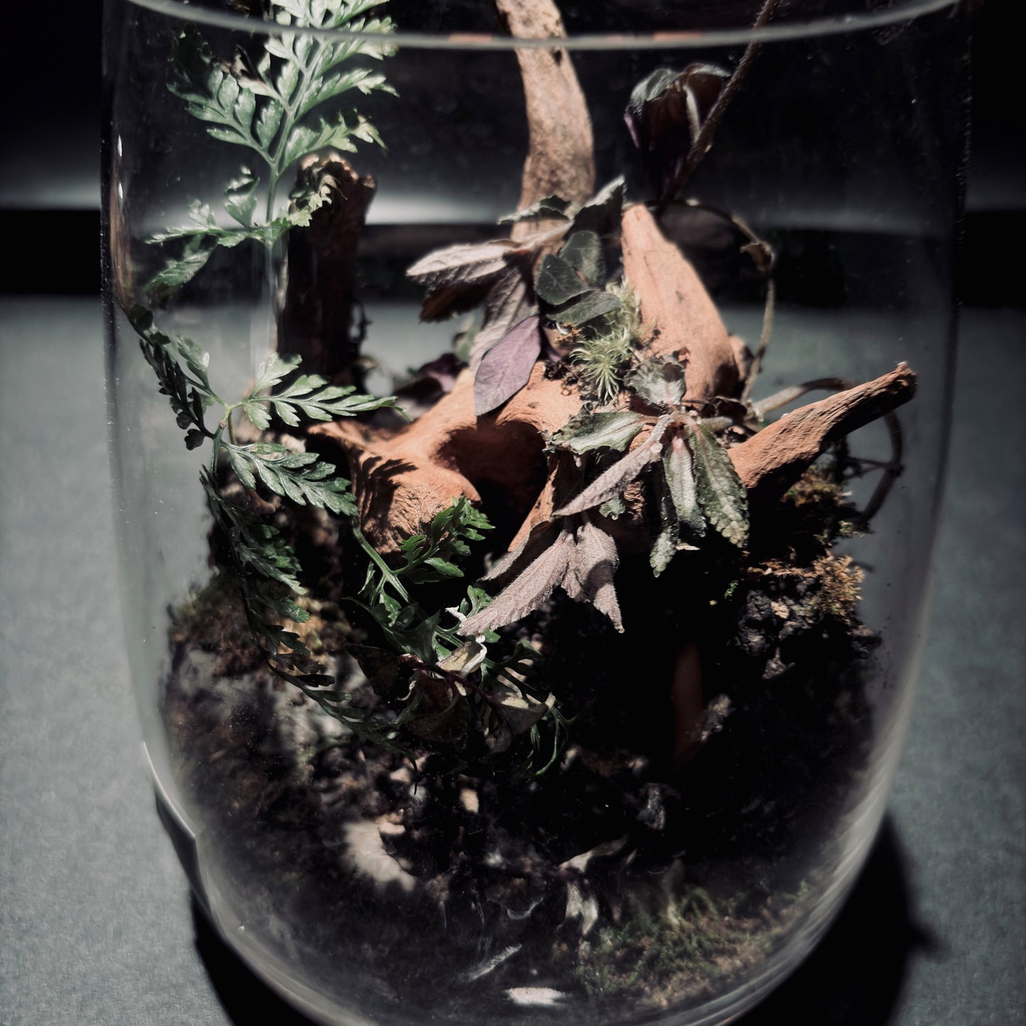 雨林生態瓶-15*18