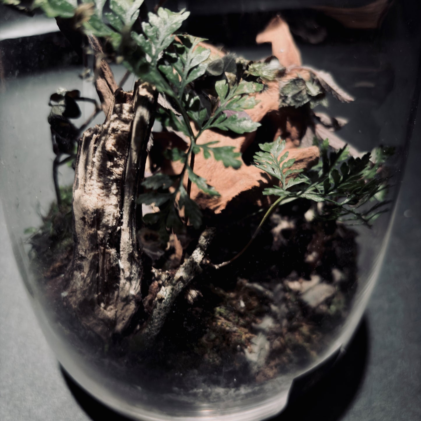 雨林生態瓶-15*18
