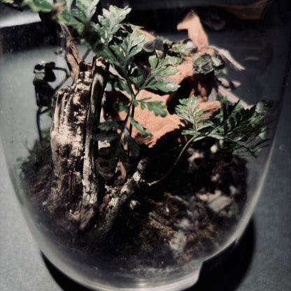 雨林生態瓶-15*18