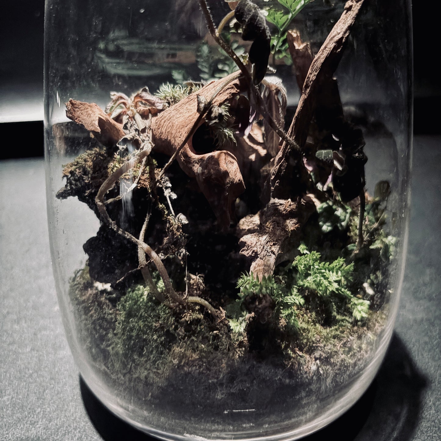 雨林生態瓶-15*18