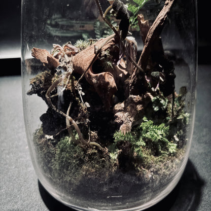 雨林生態瓶-15*18