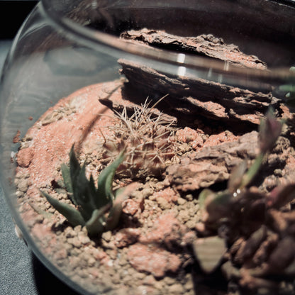 DESERT TERRARIUM JAR 沙漠生態瓶-5吋瓶