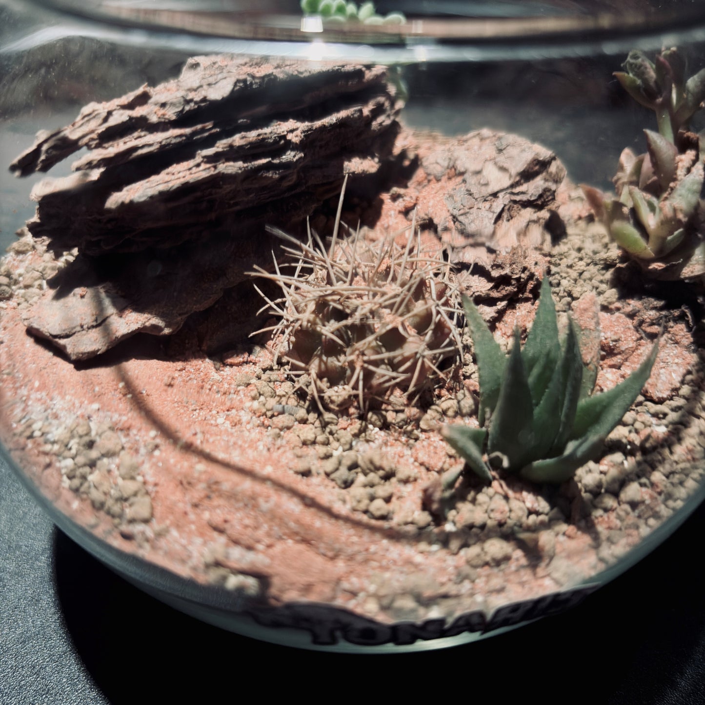 DESERT TERRARIUM JAR 沙漠生態瓶-5吋瓶