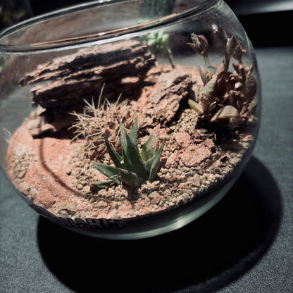 DESERT TERRARIUM JAR 沙漠生態瓶-5吋瓶