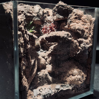 DESERT TERRARIUM TANK-SMALL 沙漠地形生態小缸（15 × 15 × 15 cm）