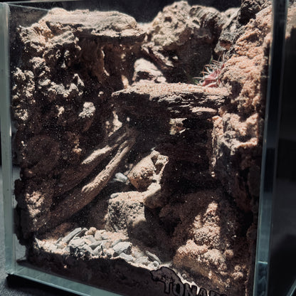 DESERT TERRARIUM TANK-SMALL 沙漠地形生態小缸（15 × 15 × 15 cm）