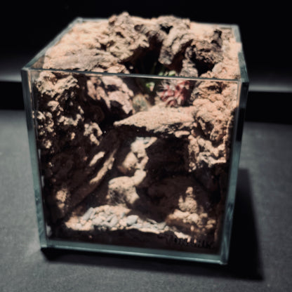 DESERT TERRARIUM TANK-SMALL 沙漠地形生態小缸（15 × 15 × 15 cm）