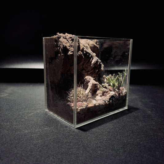DESERT TERRARIUM TANK-SMALL 沙漠地形生態小缸（12× 8 × 12 cm）