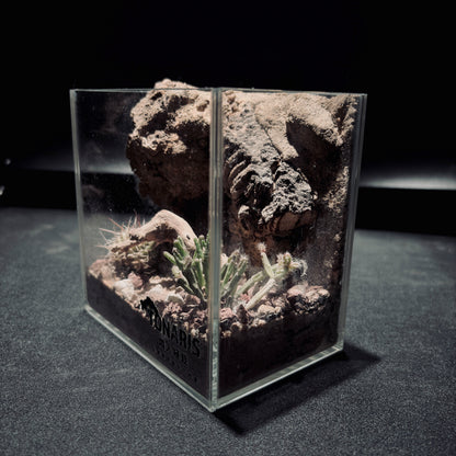 DESERT TERRARIUM TANK-SMALL 沙漠地形生態小缸（12× 8 × 12 cm）