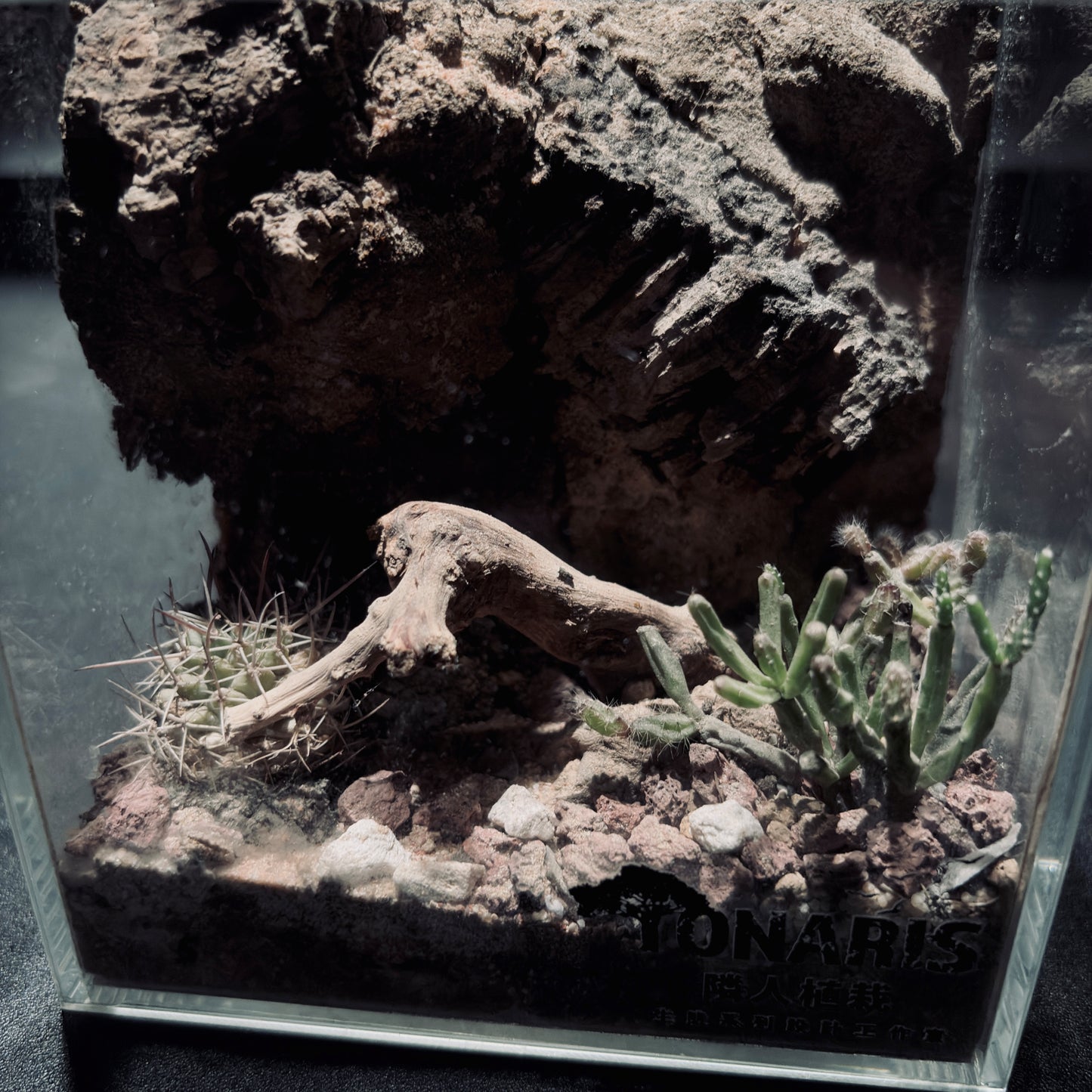 DESERT TERRARIUM TANK-SMALL 沙漠地形生態小缸（12× 8 × 12 cm）