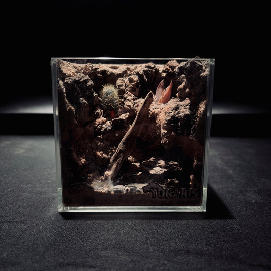 DESERT TERRARIUM TANK-SMALL 沙漠地形生態小缸（12× 8 × 12 cm）