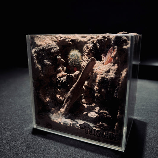 DESERT TERRARIUM TANK-SMALL 沙漠地形生態小缸（12× 8 × 12 cm）