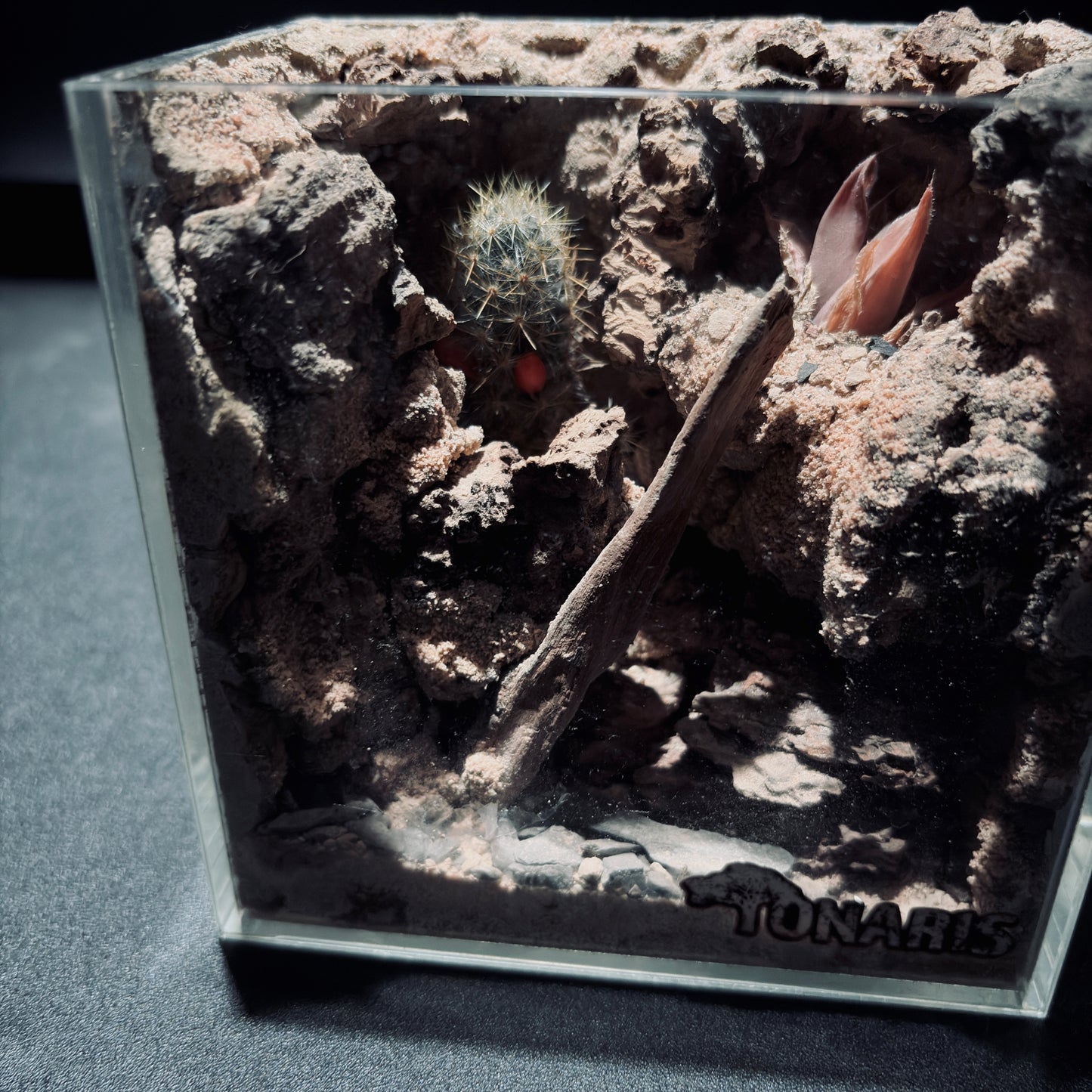 DESERT TERRARIUM TANK-SMALL 沙漠地形生態小缸（12× 8 × 12 cm）