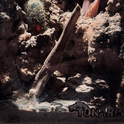 DESERT TERRARIUM TANK-SMALL 沙漠地形生態小缸（12× 8 × 12 cm）