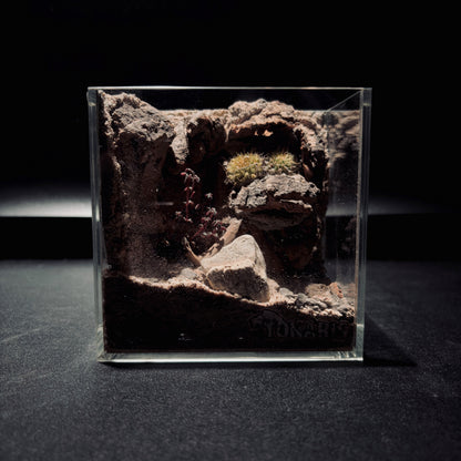 DESERT TERRARIUM TANK-SMALL 沙漠地形生態小缸（12× 8 × 12 cm）