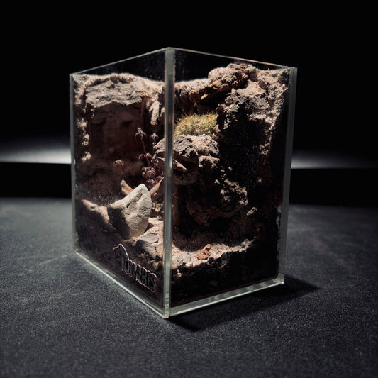 DESERT TERRARIUM TANK-SMALL 沙漠地形生態小缸（12× 8 × 12 cm）