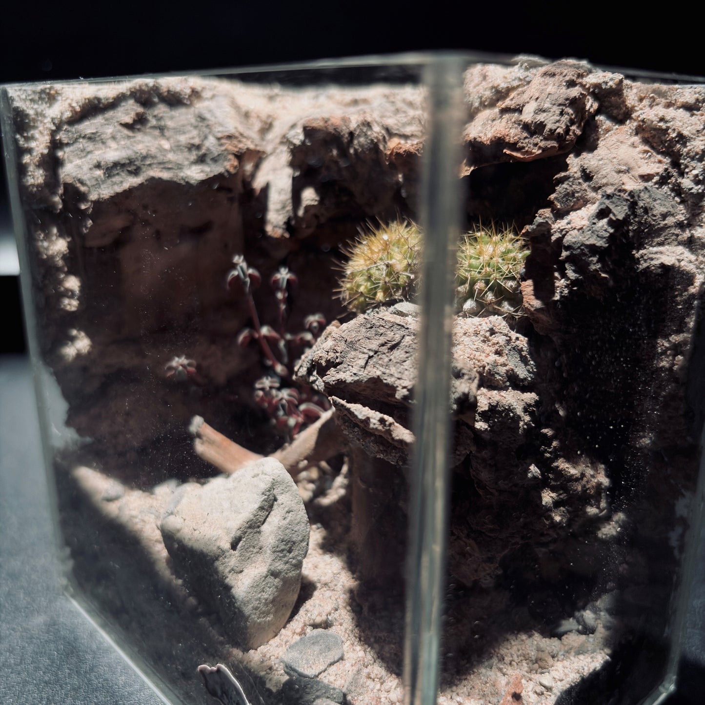 DESERT TERRARIUM TANK-SMALL 沙漠地形生態小缸（12× 8 × 12 cm）