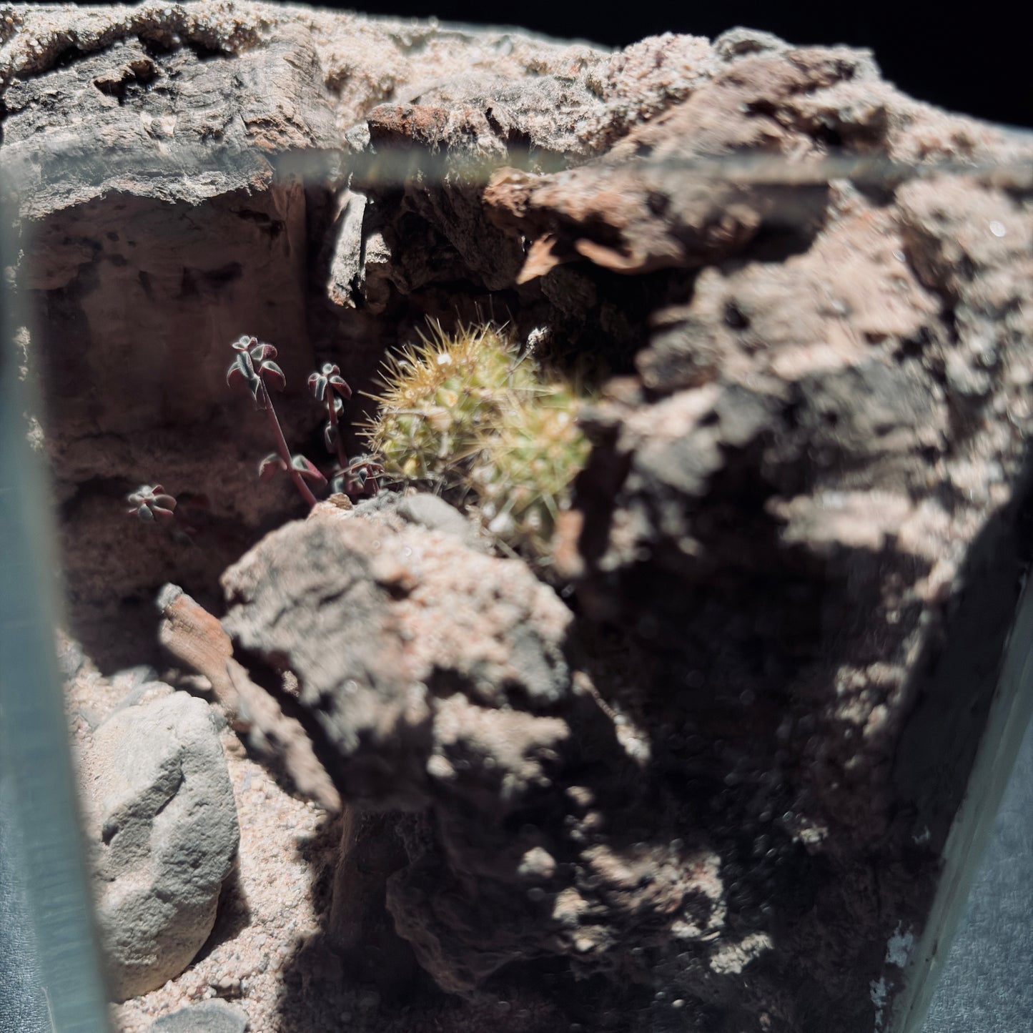 DESERT TERRARIUM TANK-SMALL 沙漠地形生態小缸（12× 8 × 12 cm）