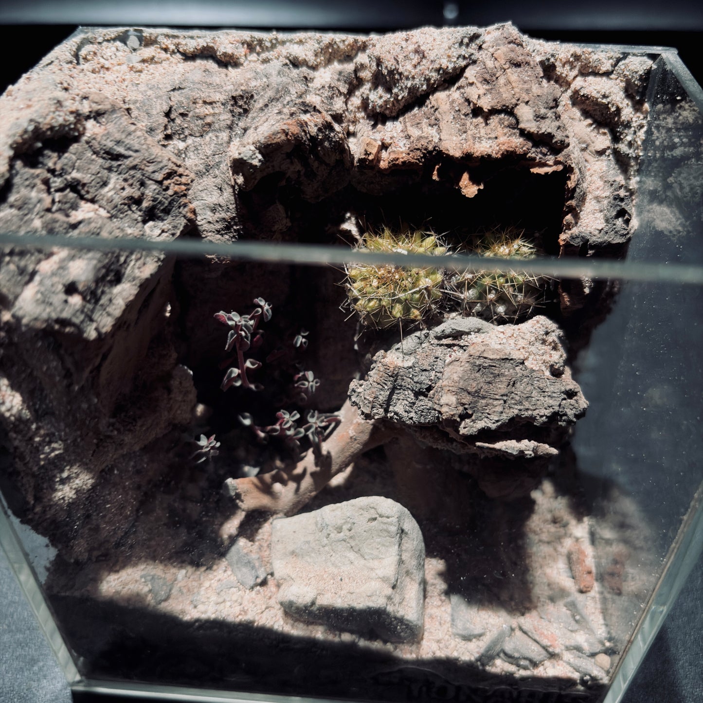 DESERT TERRARIUM TANK-SMALL 沙漠地形生態小缸（12× 8 × 12 cm）