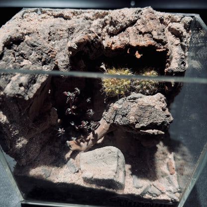 DESERT TERRARIUM TANK-SMALL 沙漠地形生態小缸（12× 8 × 12 cm）