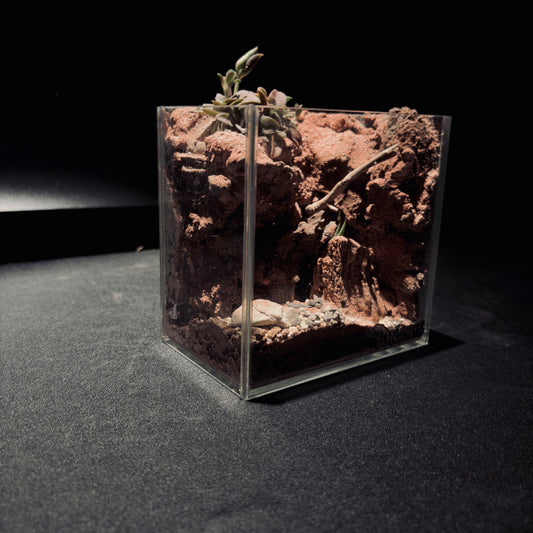 DESERT TERRARIUM TANK-SMALL 沙漠地形生態小缸（12× 8 × 12 cm）