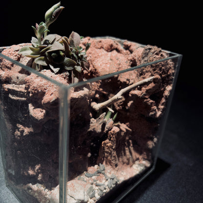 DESERT TERRARIUM TANK-SMALL 沙漠地形生態小缸（12× 8 × 12 cm）