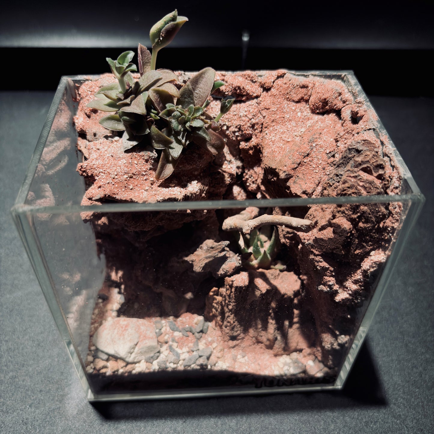 DESERT TERRARIUM TANK-SMALL 沙漠地形生態小缸（12× 8 × 12 cm）