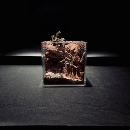 DESERT TERRARIUM TANK-SMALL 沙漠地形生態小缸（12× 8 × 12 cm）