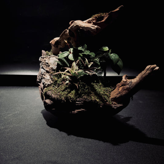 RAINFOREST TERRARIUM BOWL-Medium 生態缽(中)-雨林系列