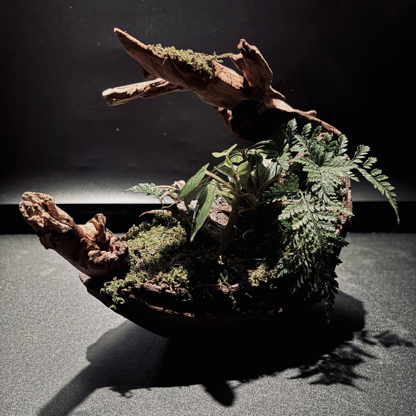 RAINFOREST TERRARIUM BOWL-Medium 生態缽(中)-雨林系列
