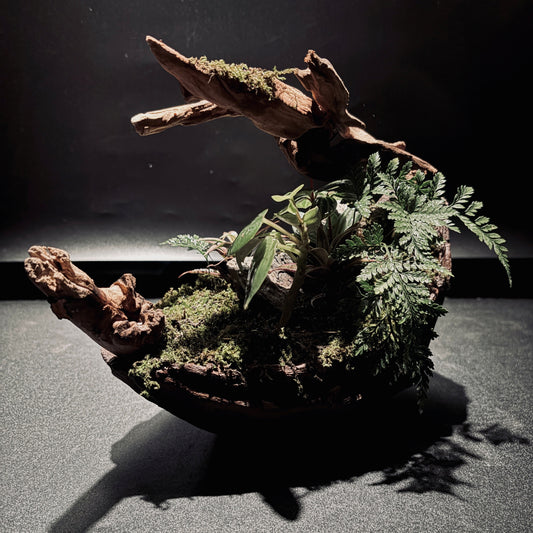 RAINFOREST TERRARIUM BOWL-Medium 生態缽(中)-雨林系列