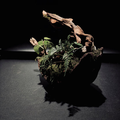 RAINFOREST TERRARIUM BOWL-Medium 生態缽(中)-雨林系列