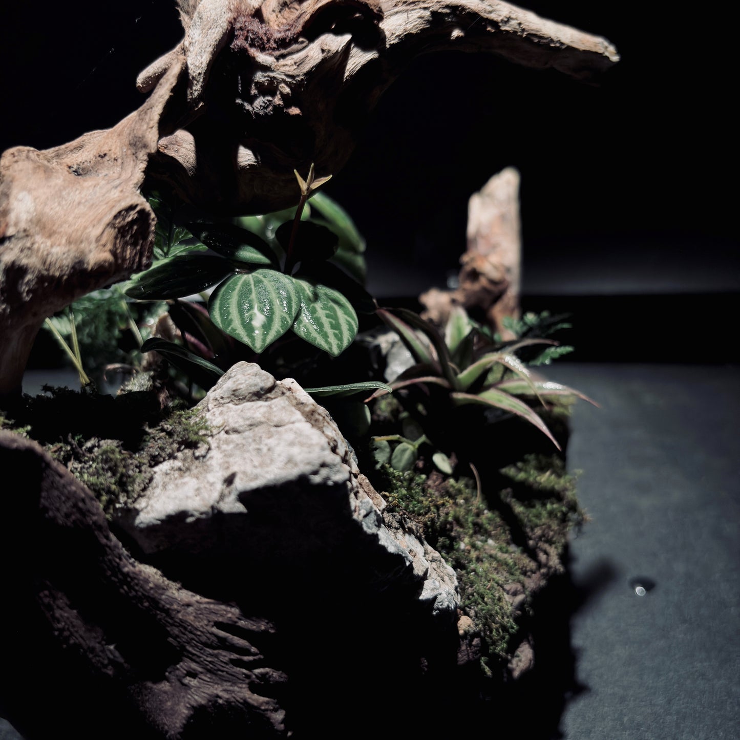 RAINFOREST TERRARIUM BOWL-Medium 生態缽(中)-雨林系列