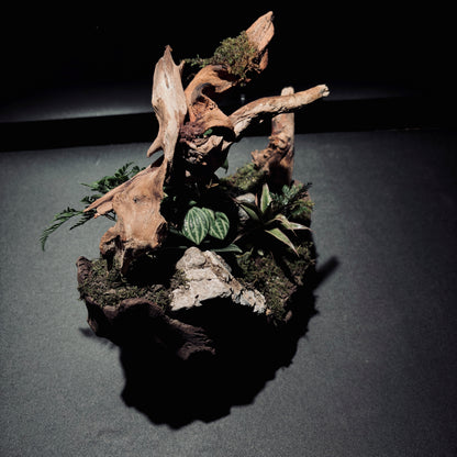RAINFOREST TERRARIUM BOWL-Medium 生態缽(中)-雨林系列