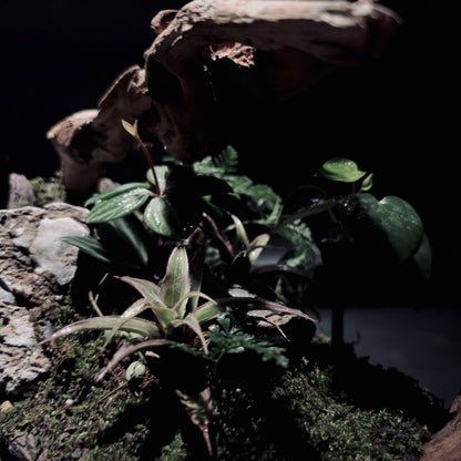RAINFOREST TERRARIUM BOWL-Medium 生態缽(中)-雨林系列