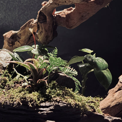 RAINFOREST TERRARIUM BOWL-Medium 生態缽(中)-雨林系列