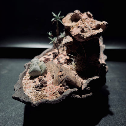 DESERT TERRARIUM BOWL-Medium 生態缽(中)-沙漠系列