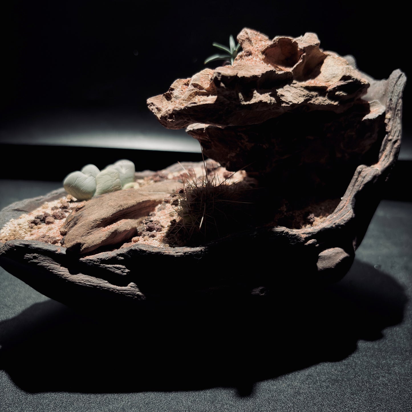 DESERT TERRARIUM BOWL-Medium 生態缽(中)-沙漠系列