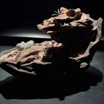 DESERT TERRARIUM BOWL-Medium 生態缽(中)-沙漠系列