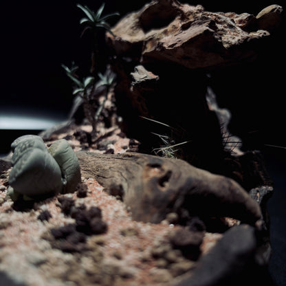 DESERT TERRARIUM BOWL-Medium 生態缽(中)-沙漠系列