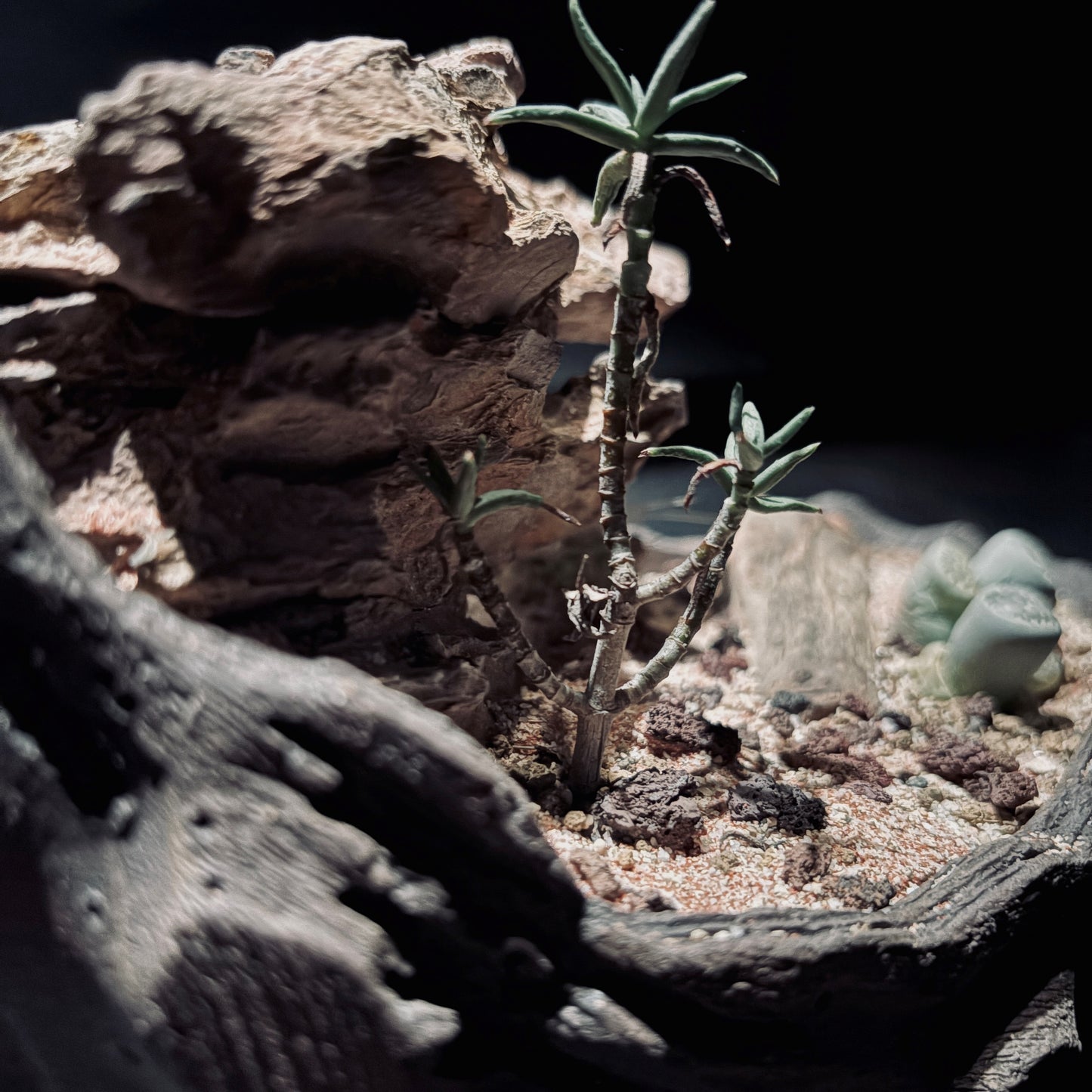 DESERT TERRARIUM BOWL-Medium 生態缽(中)-沙漠系列