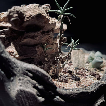DESERT TERRARIUM BOWL-Medium 生態缽(中)-沙漠系列