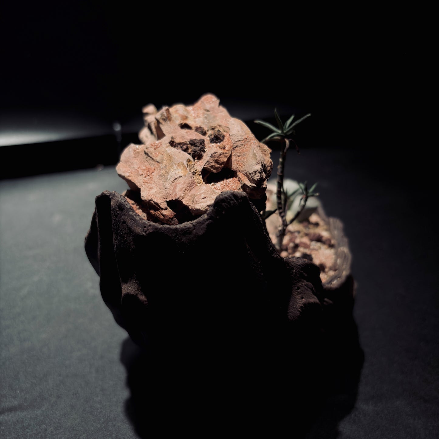 DESERT TERRARIUM BOWL-Medium 生態缽(中)-沙漠系列