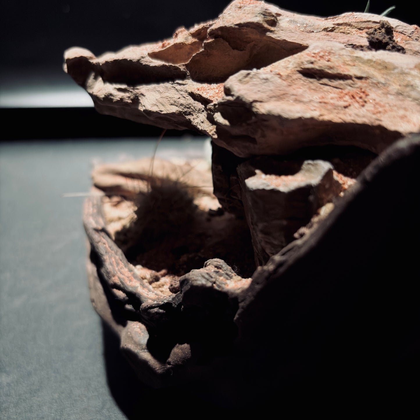 DESERT TERRARIUM BOWL-Medium 生態缽(中)-沙漠系列